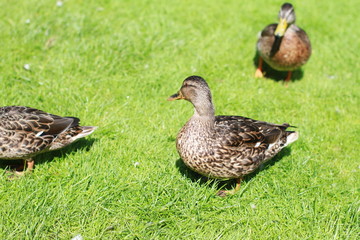 Duck outdoors