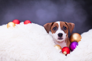 Jack Russell Terrier with Christmas baubles