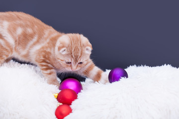 Ginger scottish fold kitty with baubles