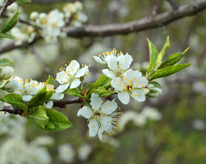 White flowers blossoming
