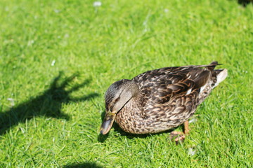 Duck outdoors