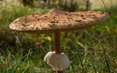 Seta Macrolepiota Procera en Oto&ntilde;o