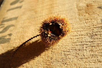 Maronen, Esskastanien, Herbst