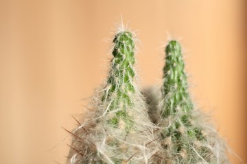 Abstract background with detail cactus