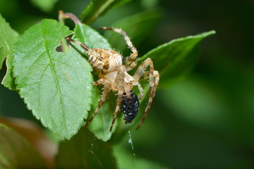 Kreuzspinne mit Beute