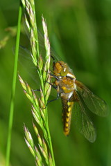 Weiblicher Plattbauch