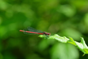 Kleinlibelle