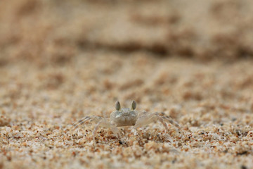 crab on sand beach coast