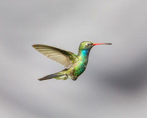 Broad Billed Hummingbird hovering against a blue background protecting his territory. These birds are found in central Mexico. This picture would make an ideal subject for a painting, calendar and art