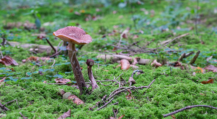 Pilze im Zauberwald