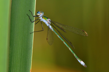 Kleinlibelle