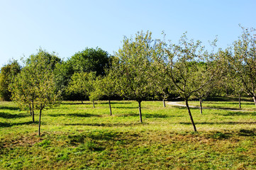 Apple garden in Prague