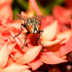 The little fly.