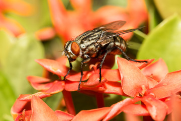 The little fly.