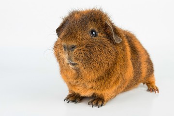 Guinea Pig. Stock image macro.