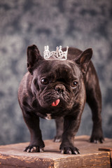 french bulldog king