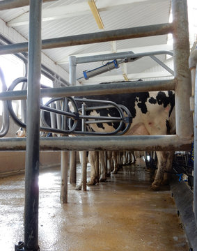 milking machine on cow farm