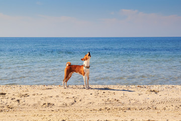 Basenji dog on the seashore. Sunny day. Sand beach