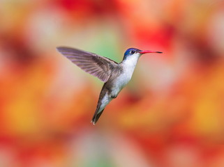 Violet Crowned Hummingbird. Using different backgrounds the bird becomes more interesting and blends with the colors. These birds are native to Mexico and brighten up most gardens where flowers bloom.