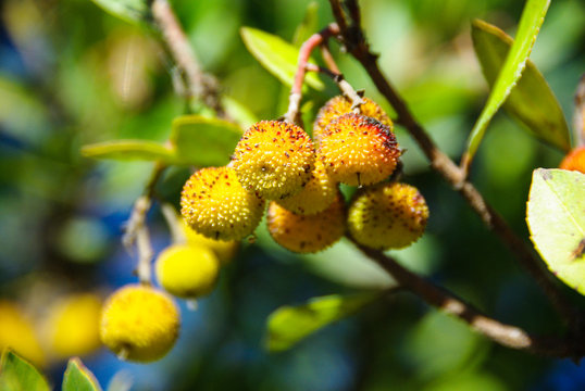 Strawberry tree (Arbutus unedo)