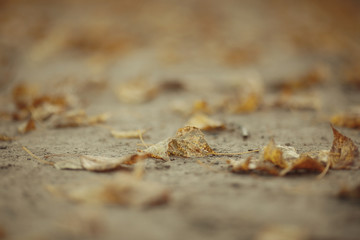 texture fallen yellow leaves