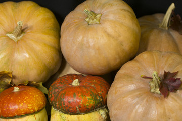 Different varieties of pumpkins