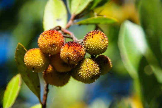 Strawberry tree (Arbutus unedo)