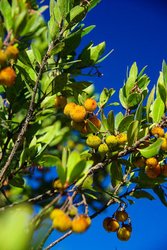 Strawberry tree (Arbutus unedo)