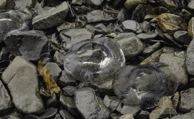 Beached Jellyfish