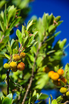 Strawberry tree (Arbutus unedo)