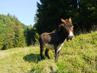 Fototapeta premium Donkey