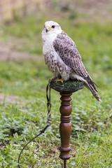 dangerous predator on falconry show
