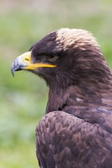Naklejka premium dangerous predator on falconry show