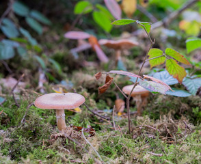 Pilze im Zauberwald
