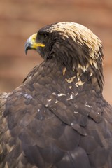 dangerous predator on falconry show