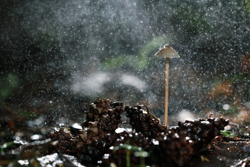 poisonous mushrooms in the forest