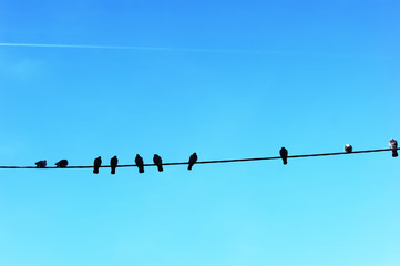 Pigeons on wires