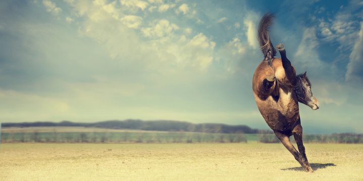 Horse Plays And Kick Backwards On Autumn Pasture Background, Banner