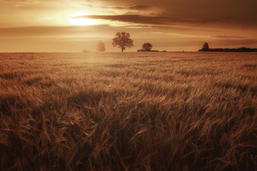 Sunset in Europe in a wheat field © kichigin19