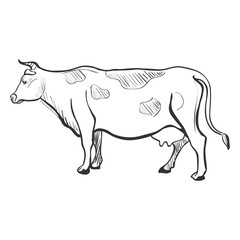 doodle cow