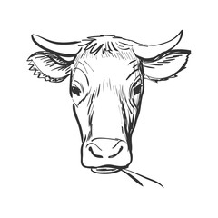 doodle cow