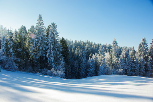 Winter landscape