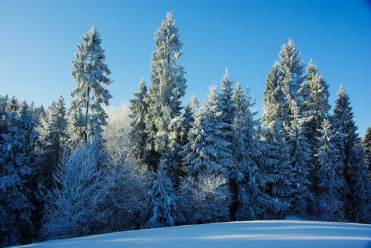 Winter landscape