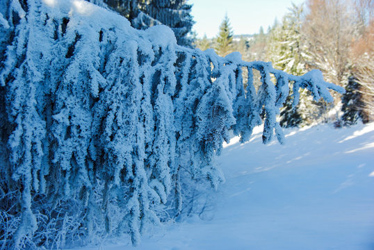 Snowy branch