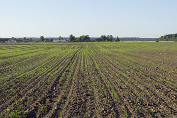 Harrowed Field