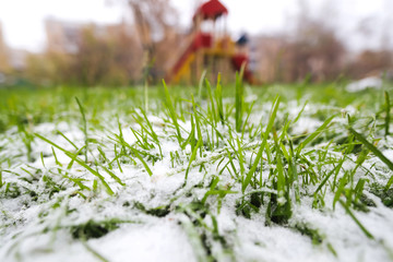 Frozen Grass