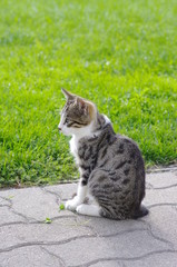 Obraz premium Cat outside