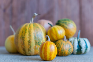 Art autumn Pumpkin thanksgiving background. Harvest - set of