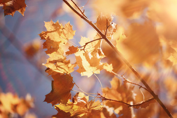 landscape background in sunny autumn park