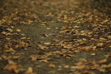 fallen leaves background